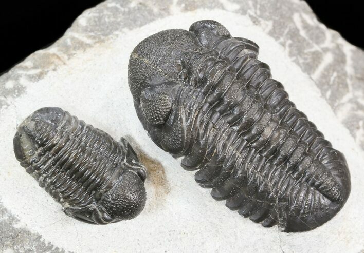 Austerops (Phacops) & Gerastos Trilobite Association #44518